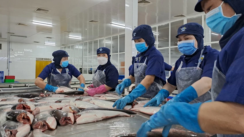 Thị trường nội địa đang là điểm sáng đối với các doanh nghiệp sản xuất cá tra Việt Nam. Ảnh: THU HÀ