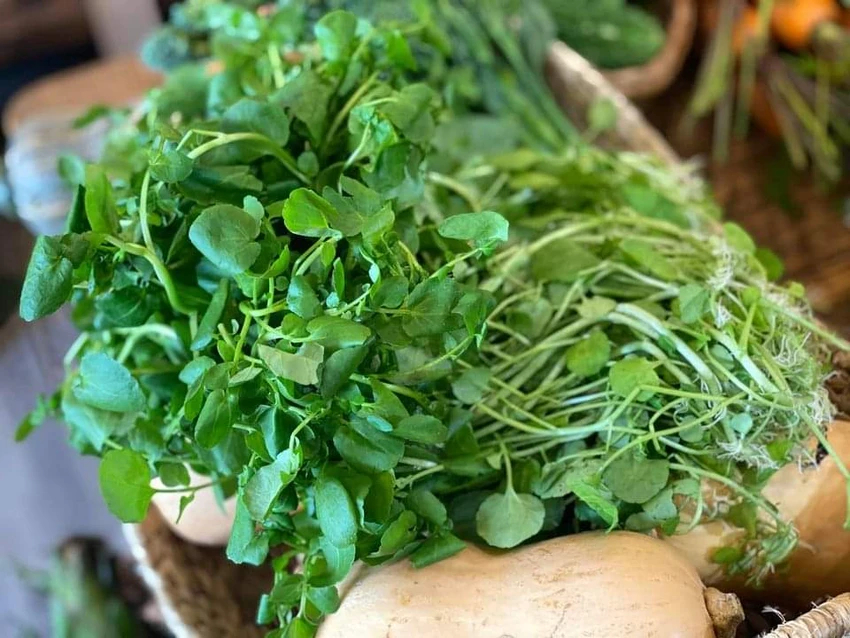 Cải xoong chứa nhiều hàm lượng dinh dưỡng hơn cả rau bó xôi. ẢNH: HẠ QUYÊN Cải xoong chứa nhiều hàm lượng dinh dưỡng hơn cả rau bó xôi. ẢNH: HẠ QUYÊN