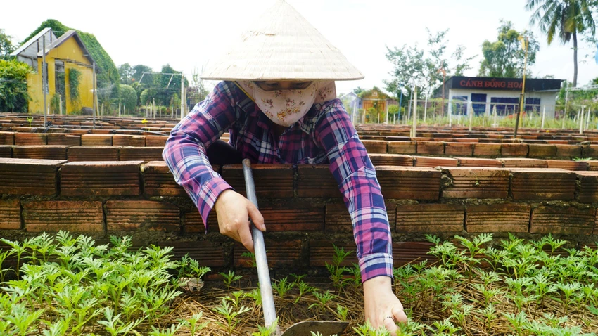 HOA TẾT 2024