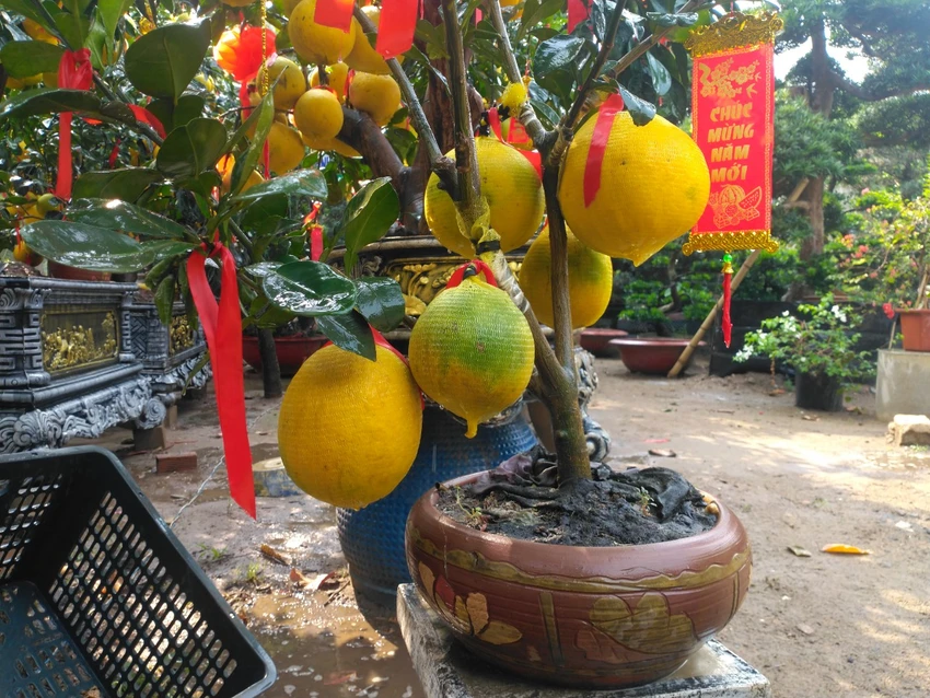 BƯỞI DIỄN
