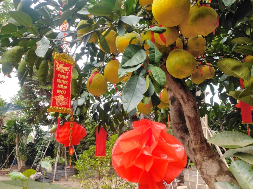 bưởi diễn