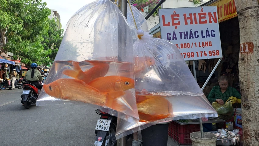 Cá vàng