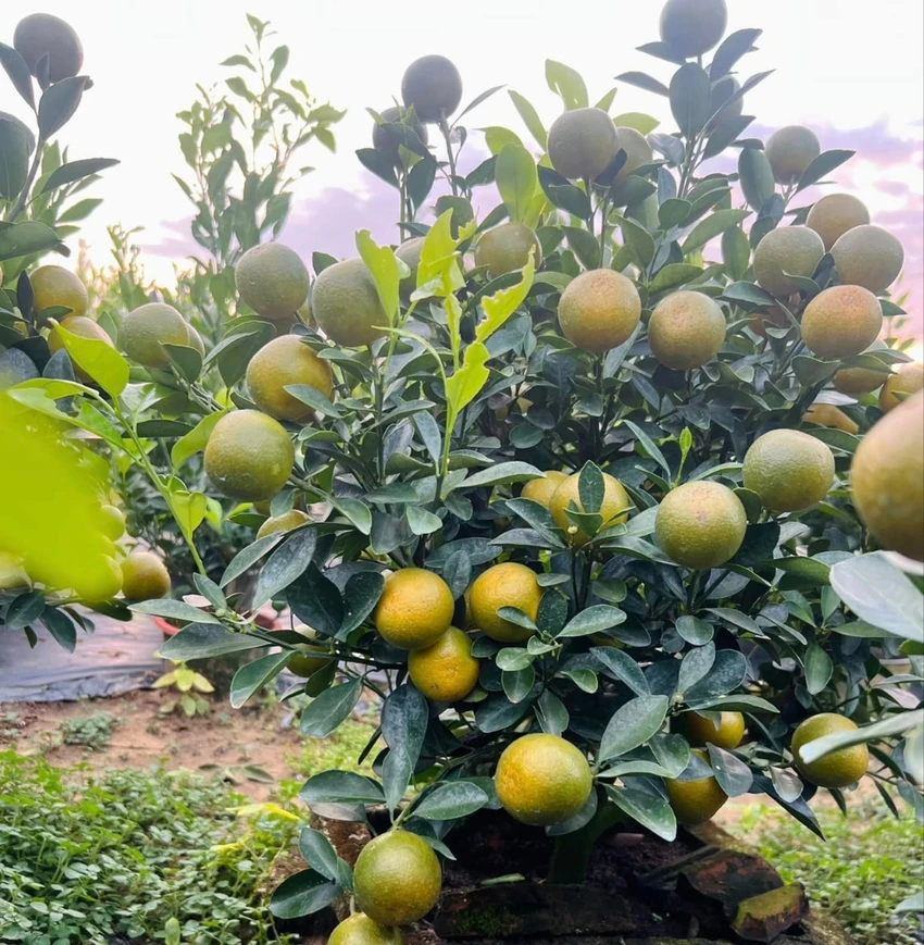 QUẤT CẢNH
