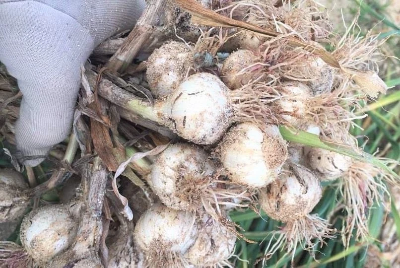 sức khỏe thận