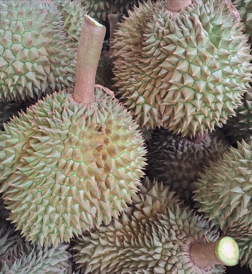 GIÁ SẦU RIÊNG