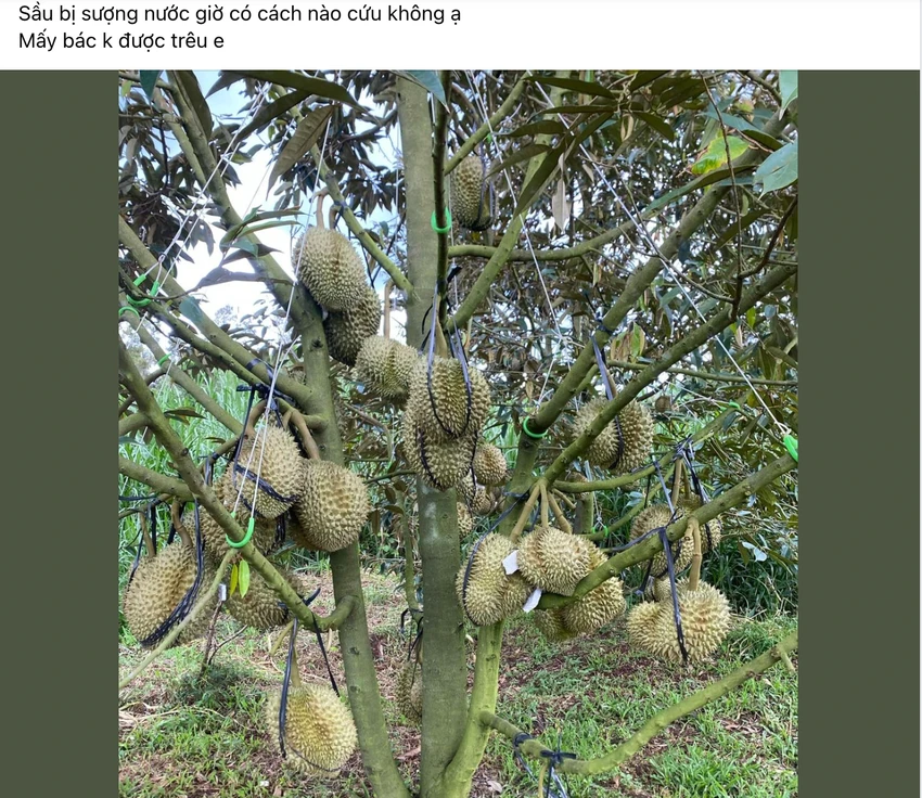 giá sầu riêng