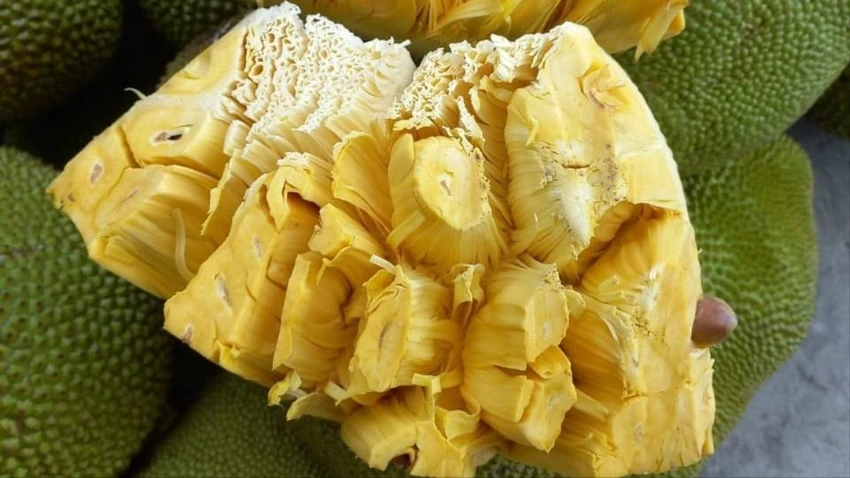 ĂN QUẢ MÍT