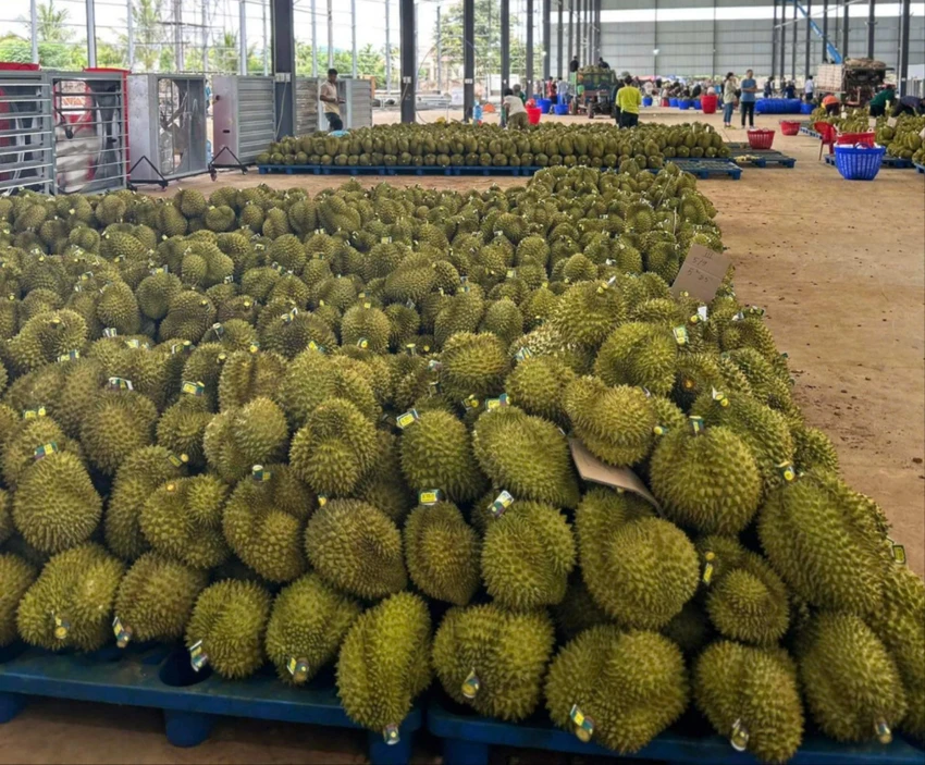 GIÁ SẦU RIÊNG