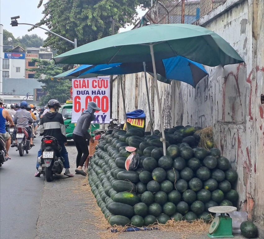 giá dưa hấu