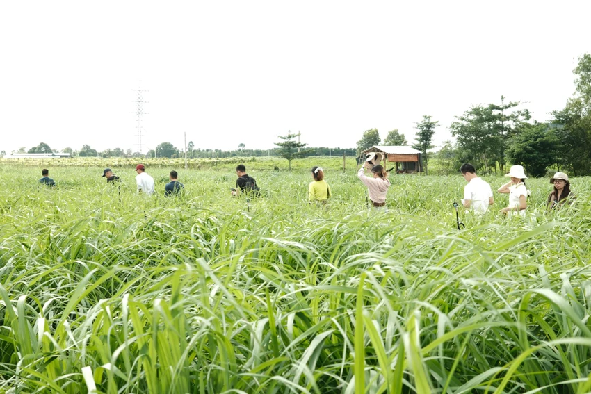 kinh tế xanh