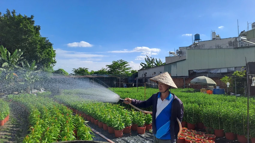 mùa hoa tết