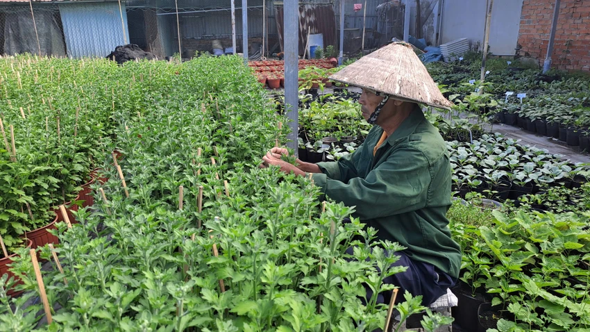 mùa hoa tết
