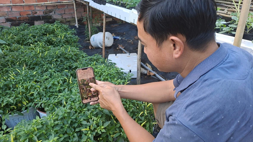 MÙA HOA TẾT