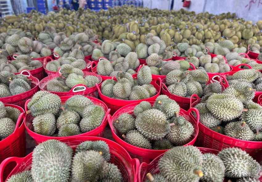 giá sầu riêng