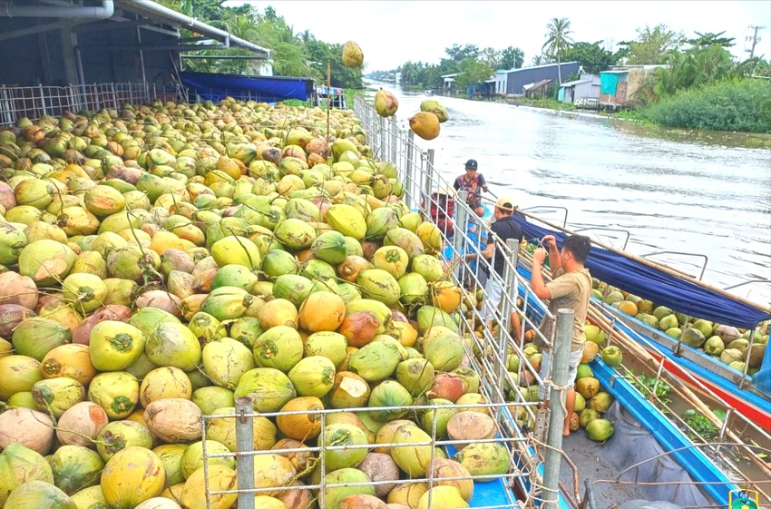 giá dừa tăng