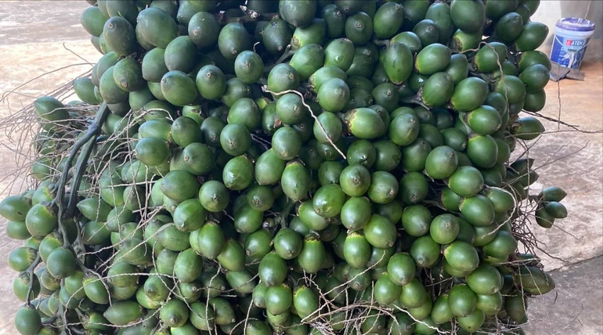 nhập khẩu cau