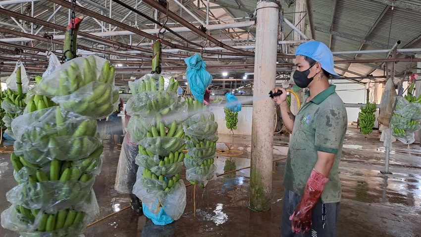 chuối việt nam