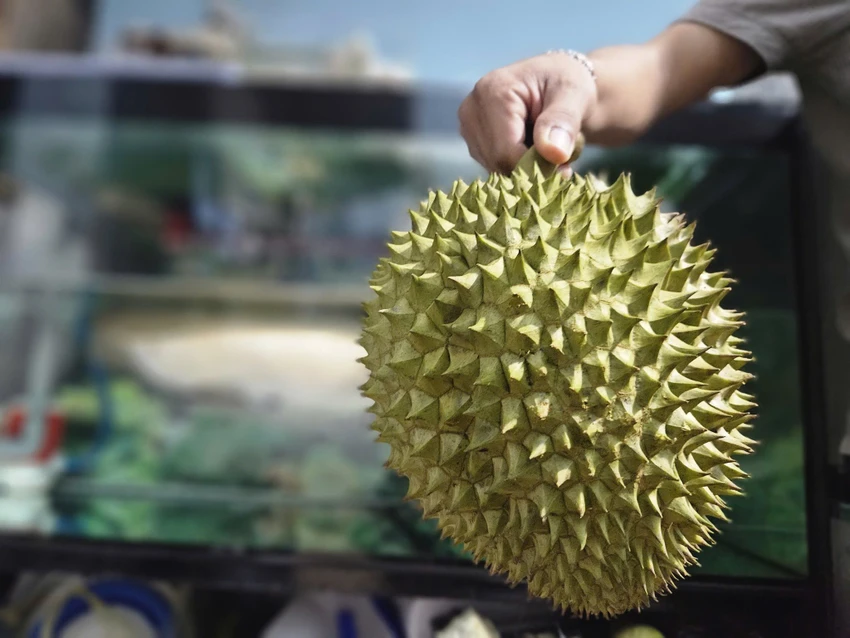GIÁ SẦU RIÊNG