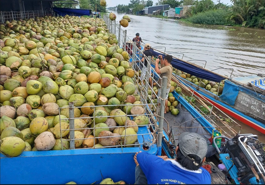 giá dừa khô