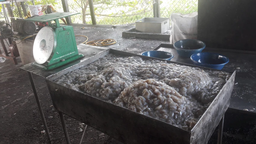 Bắt điểm chế biến cà phê và khô cá sử dụng phụ gia ảnh 6 Bắt điểm chế biến cà phê và khô cá sử dụng phụ gia ảnh 6