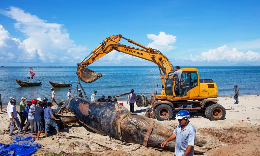 Đưa xác cá voi 15 tấn ngoài biển Bình Thuận vào bờ ảnh 2 Đưa xác cá voi 15 tấn ngoài biển Bình Thuận vào bờ ảnh 2