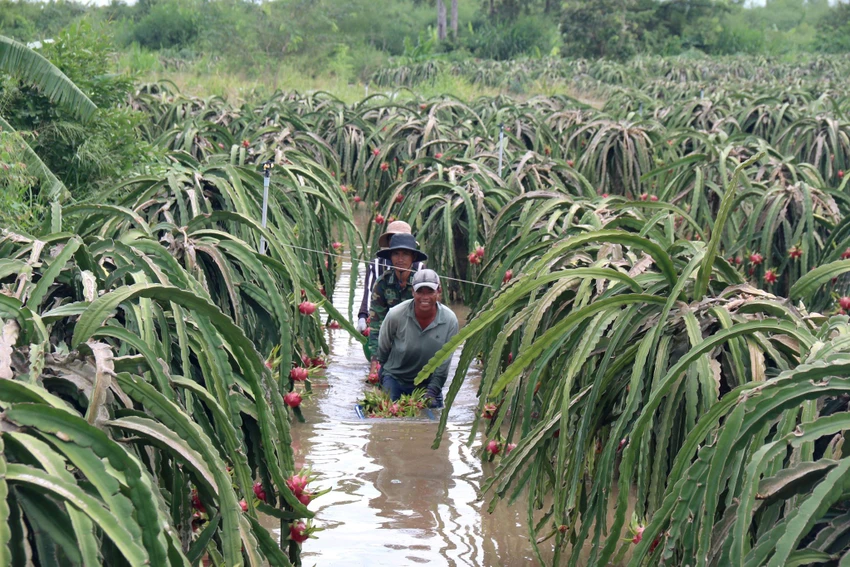 Bình Thuận: Thanh long ngập nước, 200 hộ dân bị chia cắt ảnh 4 Bình Thuận: Thanh long ngập nước, 200 hộ dân bị chia cắt ảnh 4