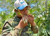 Theo chân người Ê đê bắt sâu muồng chế biến đặc sản