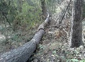 Kiểm điểm trách nhiệm, khởi tố vụ phá rừng Tà Kóu