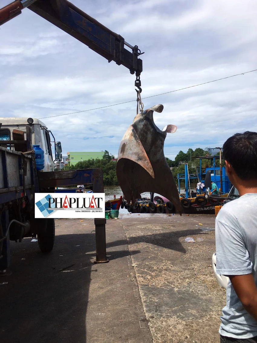 Ngư dân Bình Thuận bắt được cá đuối khủng nặng gần 800 kg ảnh 3