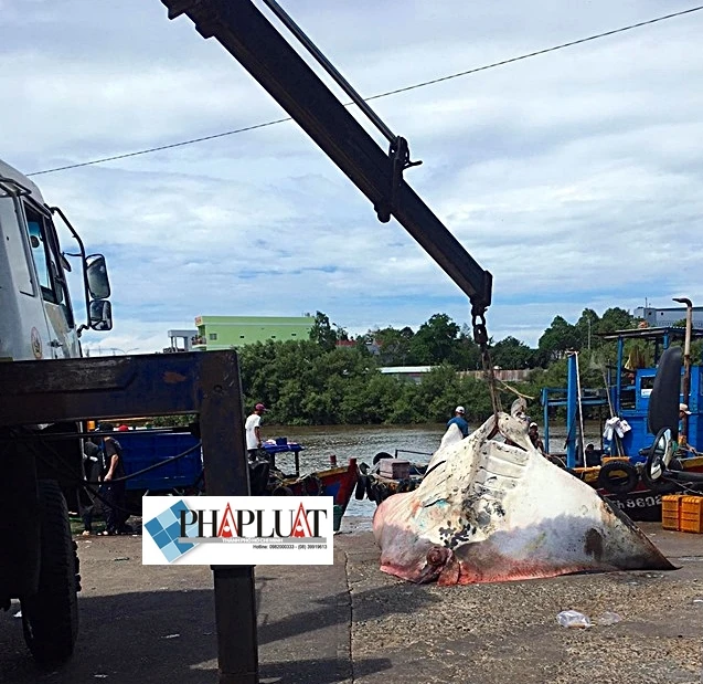 Ngư dân Bình Thuận bắt được cá đuối khủng nặng gần 800 kg ảnh 1