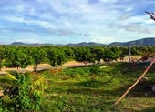 Tỉnh Bình Thuận từng yêu cầu thu hồi dự án 32 đồng/m2