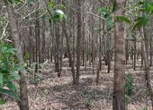 Tìm thân nhân người chết bất thường trong rừng tràm ở Bình Thuận