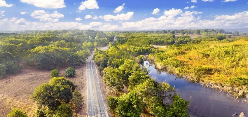 Một góc rừng dầu Hồng Liêm. Ảnh TL Một góc rừng dầu Hồng Liêm. Ảnh TL