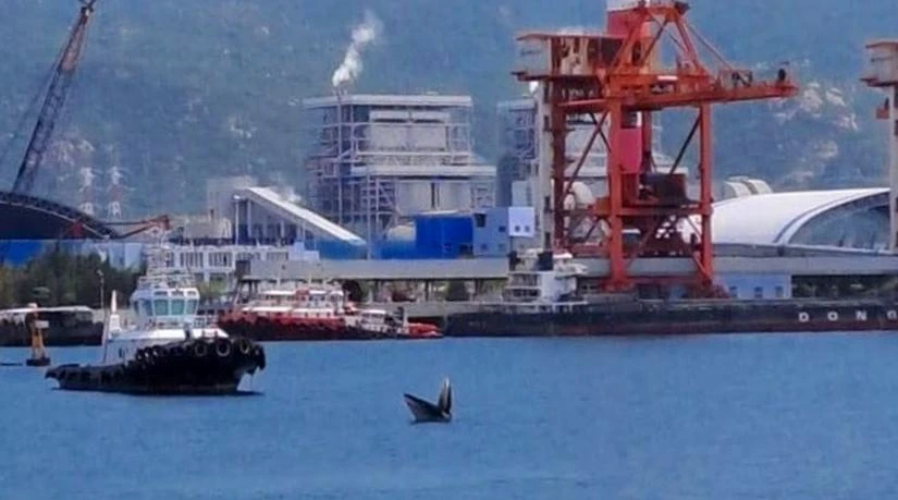 Cá voi săn mồi sát bờ. Ảnh: HC Cá voi săn mồi sát bờ. Ảnh: HC