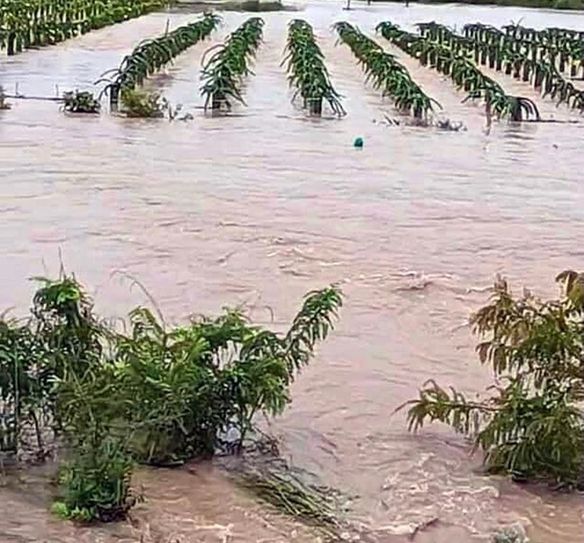 Thanh long bị ngập tại thị trấn Thuận Nam. Ảnh PĐ.