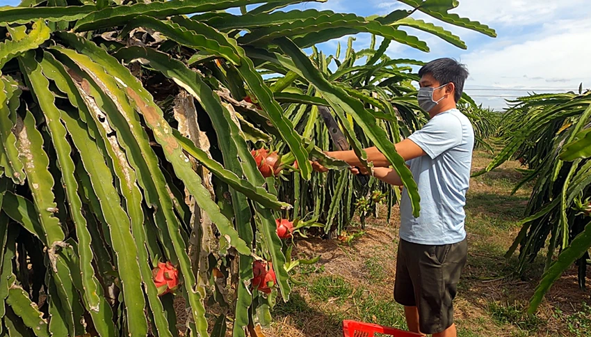 Bình Thuận có hơn 30 ngàn hộ nông dân tham gia sản xuất, thu mua, chế biến trái thanh long. Ảnh PN. Bình Thuận có hơn 30 ngàn hộ nông dân tham gia sản xuất, thu mua, chế biến trái thanh long. Ảnh PN.