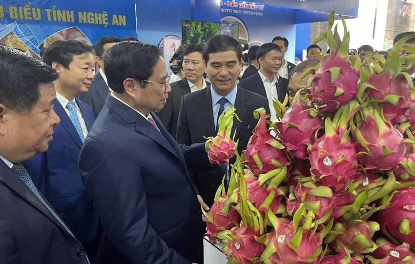 Thanh long là thế mạnh rất lớn của Bình Thuận. Ảnh BT. Thanh long là thế mạnh rất lớn của Bình Thuận. Ảnh BT.
