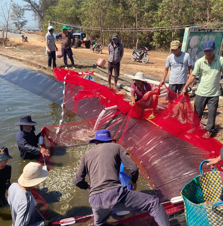 Toàn bộ tôm thương phẩm trong 3 hồ đều chết sạch. Ảnh LL Toàn bộ tôm thương phẩm trong 3 hồ đều chết sạch. Ảnh LL