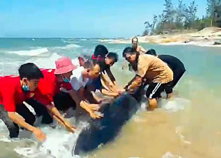 Rất đông người hợp lực cứu chú cá voi quý hiếm. Ảnh cắt từ clip. Rất đông người hợp lực cứu chú cá voi quý hiếm. Ảnh cắt từ clip.
