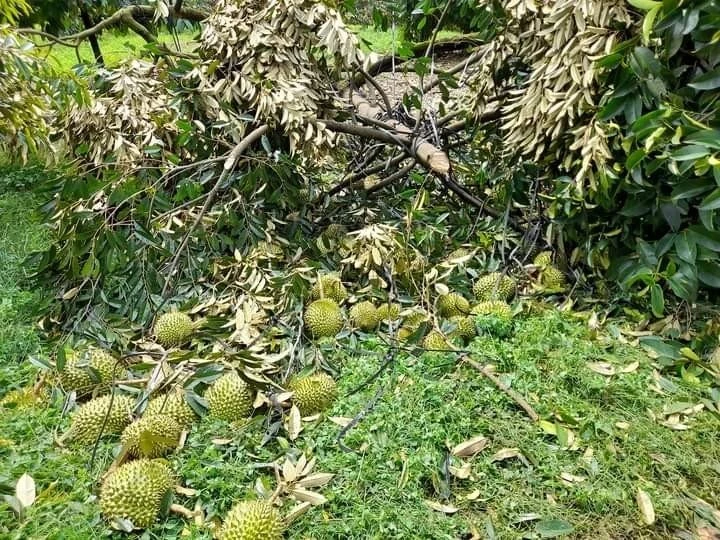 Sầu riêng non bị gãy ngã, rụng khắp nơi sau cơn mưa. Ảnh: ĐL Sầu riêng non bị gãy ngã, rụng khắp nơi sau cơn mưa