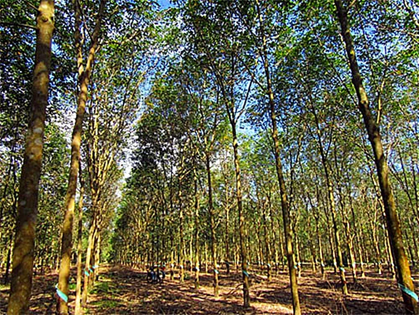 Nhiều đoàn thanh tra nhưng không phát hiện Công ty Sông Dinh hợp tác trồng cao su khi UBND tỉnh chưa cho thuê đất. Nhiều đoàn thanh tra nhưng không phát hiện Công ty Sông Dinh hợp tác trồng cao su khi UBND tỉnh chưa cho thuê đất.