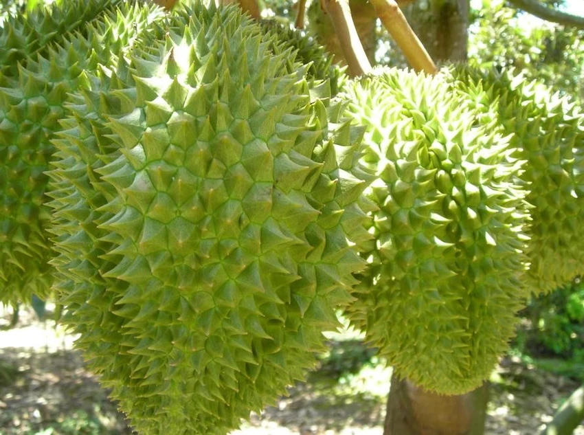 trai-cay-tuoi.jpg