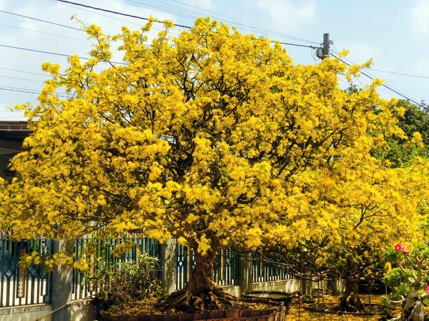 cây mai cổ thụ