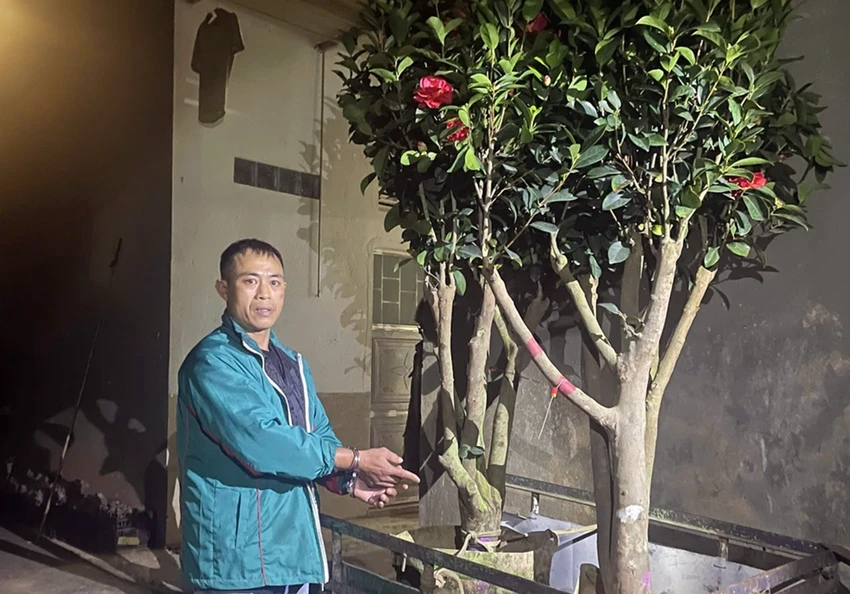 hoa trà my