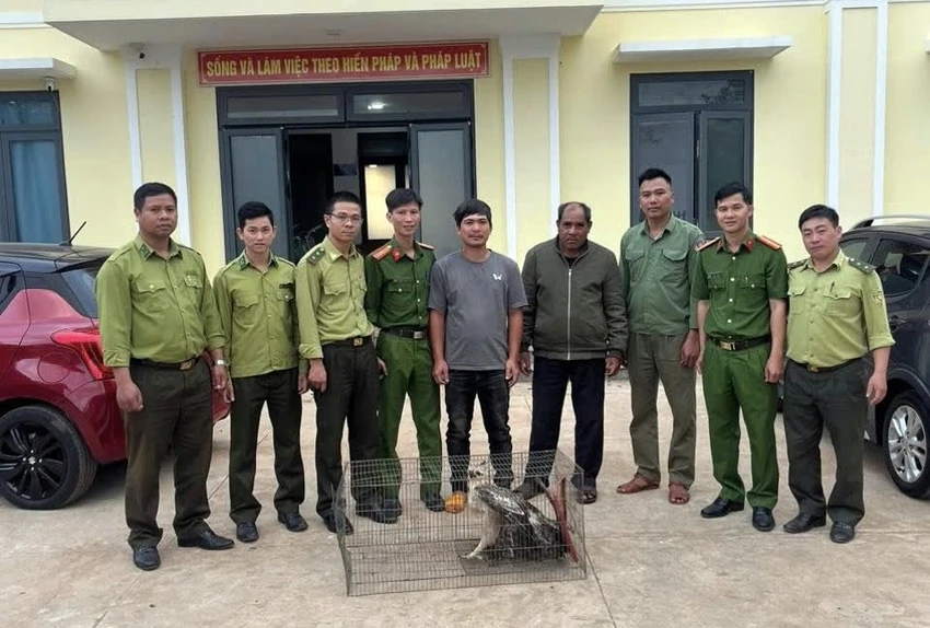 đại bàng núi