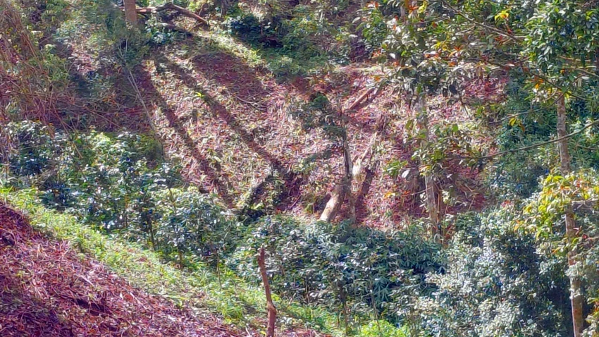 phá rừng
