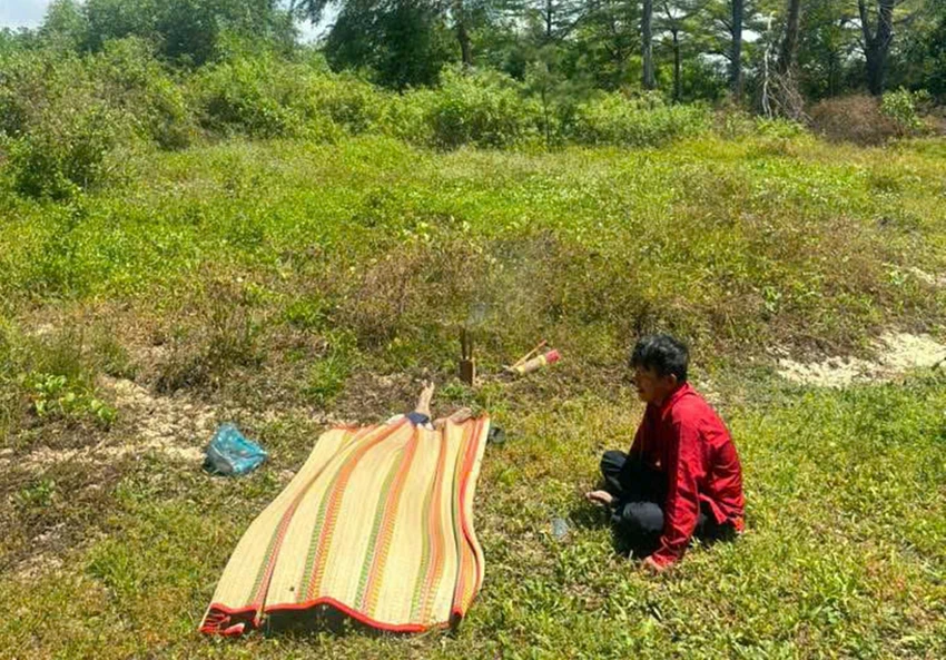 rừng dương