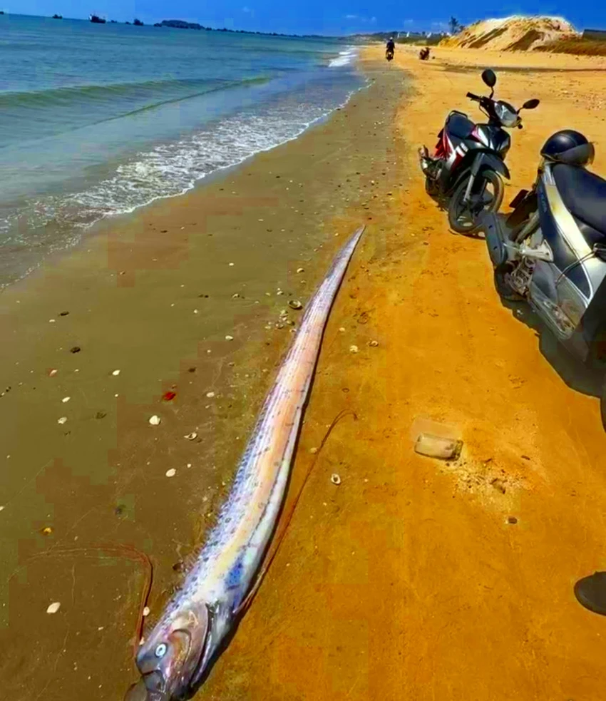 cá hố rồng