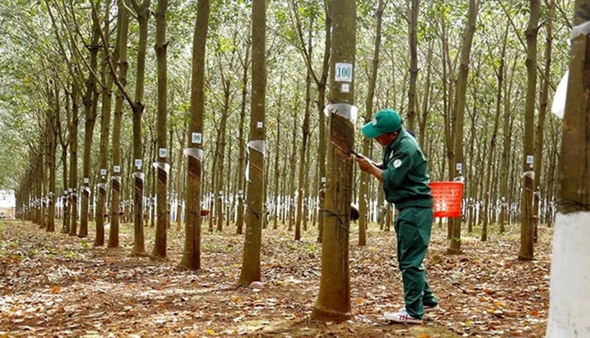 thanh tra Chính phủ
