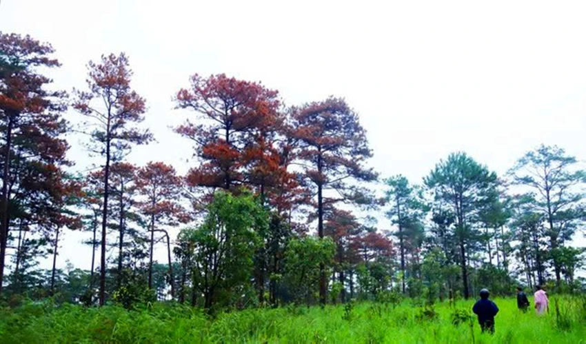bảo vệ rừng